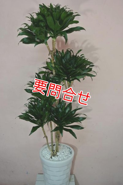 画像1: 観葉植物　ドラセナ　コンパクター (1)