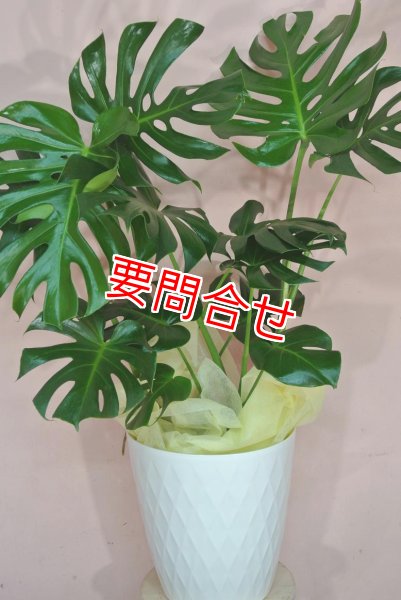 画像1: 観葉植物　モンステラ　Lサイズ (1)
