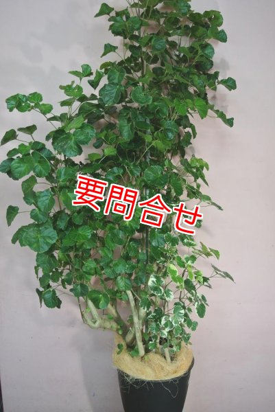 画像1: 観葉植物　ポリシャス (1)