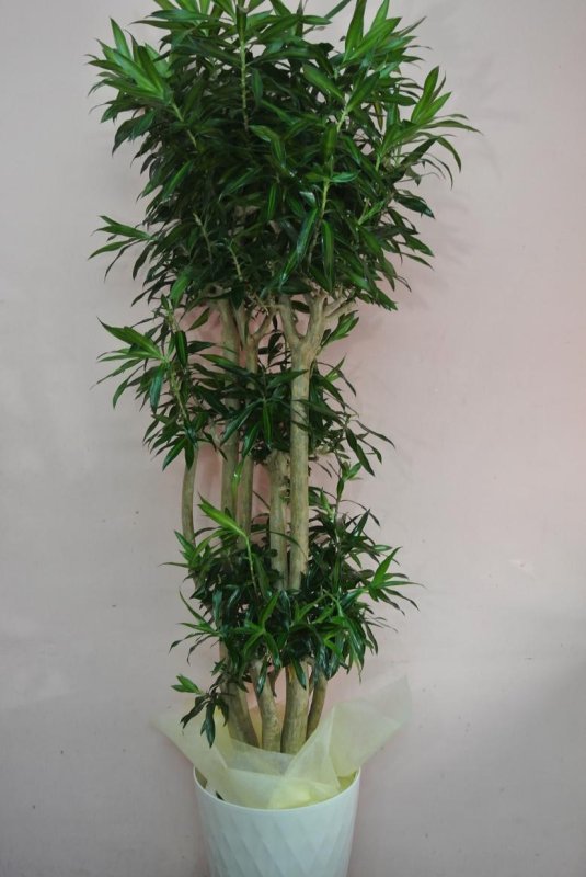 画像1: 予算で選ぶ　【観葉植物】　15000円 (1)