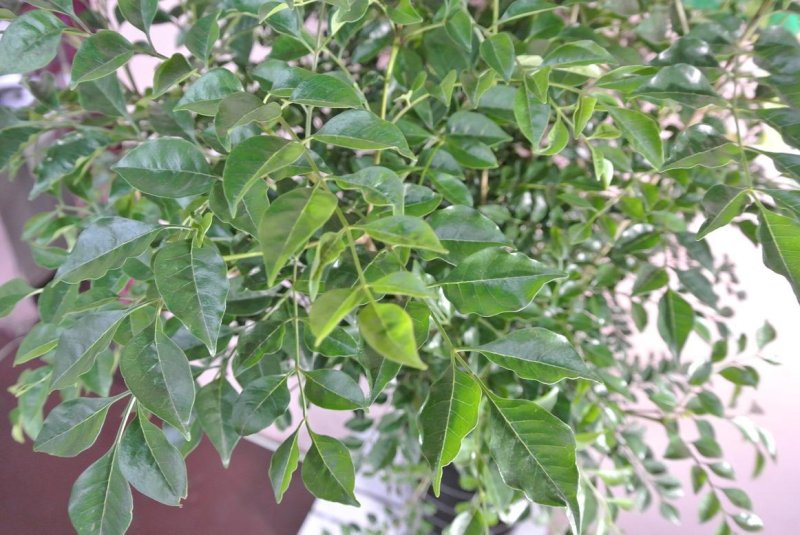 画像1: 予算で選ぶ　【観葉植物】　30000円 (1)