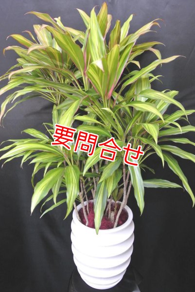 画像1: 観葉植物　ドラセナ (1)