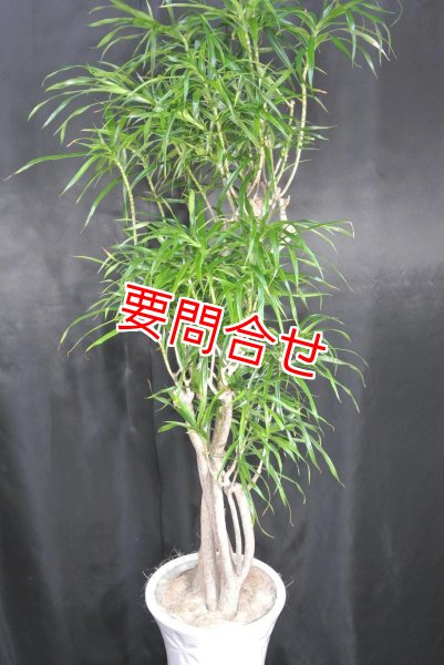 画像1: 観葉植物　リフレクサ (1)