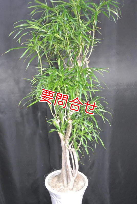 画像1: 観葉植物　リフレクサ (1)
