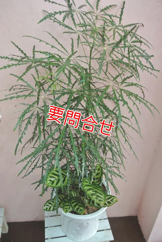 画像1: 観葉植物　アラレア (1)