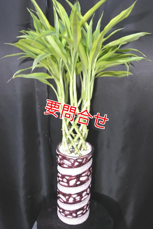 画像1: 観葉植物 (1)