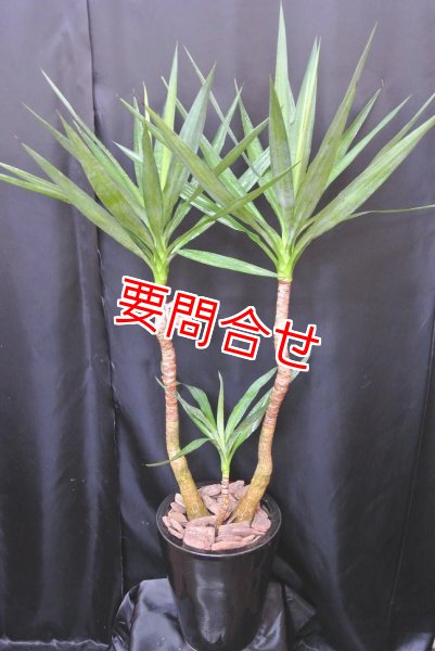 画像1: 観葉植物　青年の樹 (1)