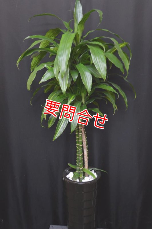 画像1: 観葉植物　【ワーネッキー　140cm】 (1)