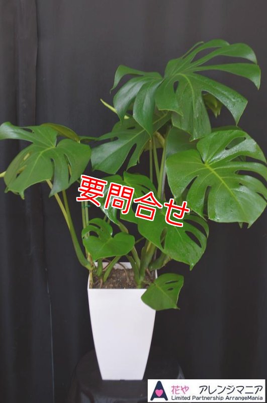 画像1: 観葉植物　モンステラ 90cm (1)