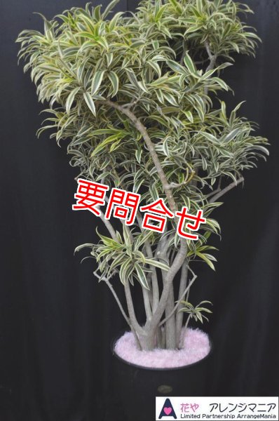 画像1: 観葉植物　季節の植物お任せ【予算30000円】 (1)