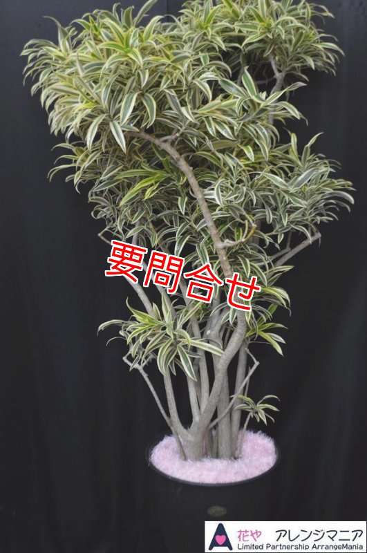 画像1: 観葉植物　季節の植物お任せ【予算30000円】 (1)