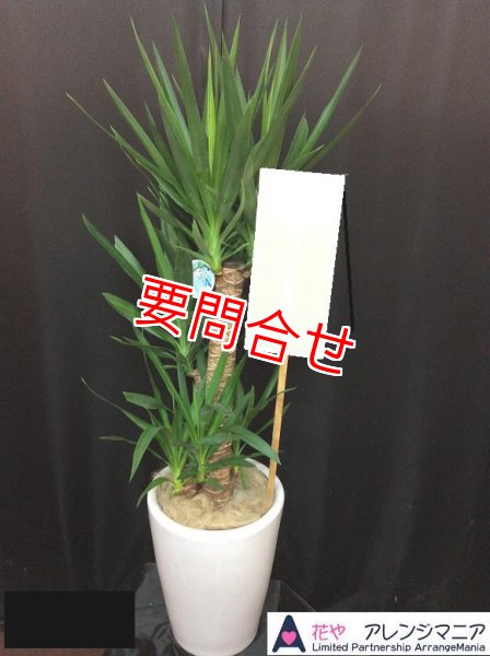 画像1: 観葉植物　【ユッカ　150cm】 (1)