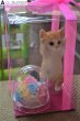 画像2: プリザーブドフラワー　猫たちボックス　【予算 8000円】 (2)