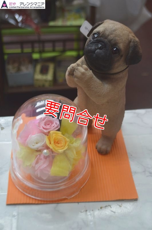 画像1: プリザーブドフラワー　パグたちボックス　【予算 8000円】 (1)