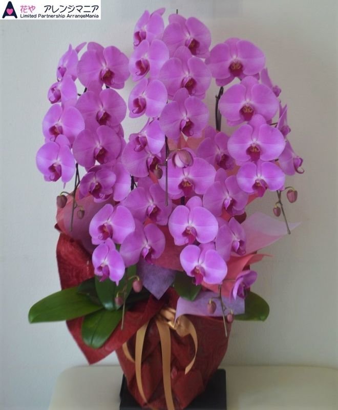 画像1: 開店祝いの胡蝶蘭 沖縄県産品 予算で選ぶ 30000円｜沖縄の花屋アレンジマニア (1)