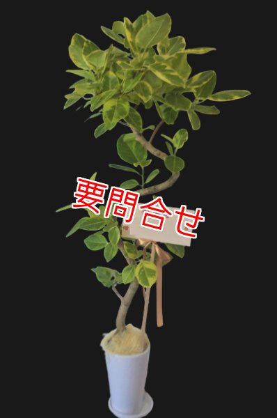 画像1: 観葉植物　季節のお花お任せ【予算15000円】 (1)