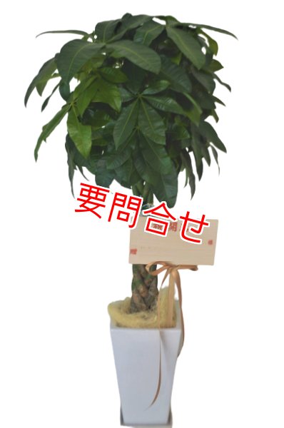 画像1: 観葉植物　季節のお花お任せ【予算15000円】 (1)