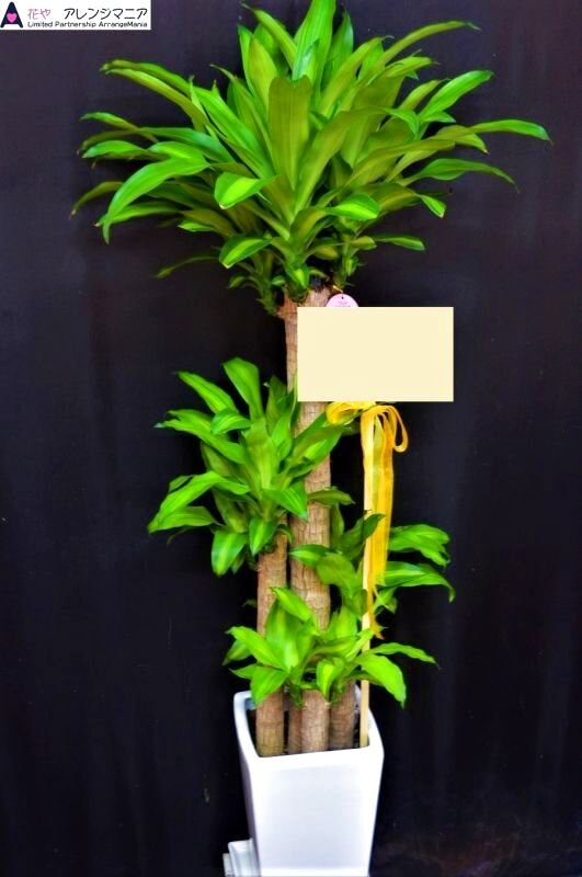 画像1: 予算で選ぶ　観葉植物【予算20000円】 (1)