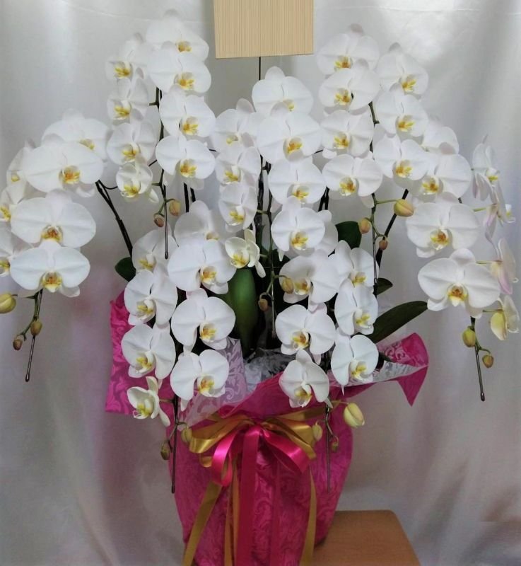 画像1: 胡蝶蘭　7本立ち 大輪白　沖縄県産品　予算70000円 (1)