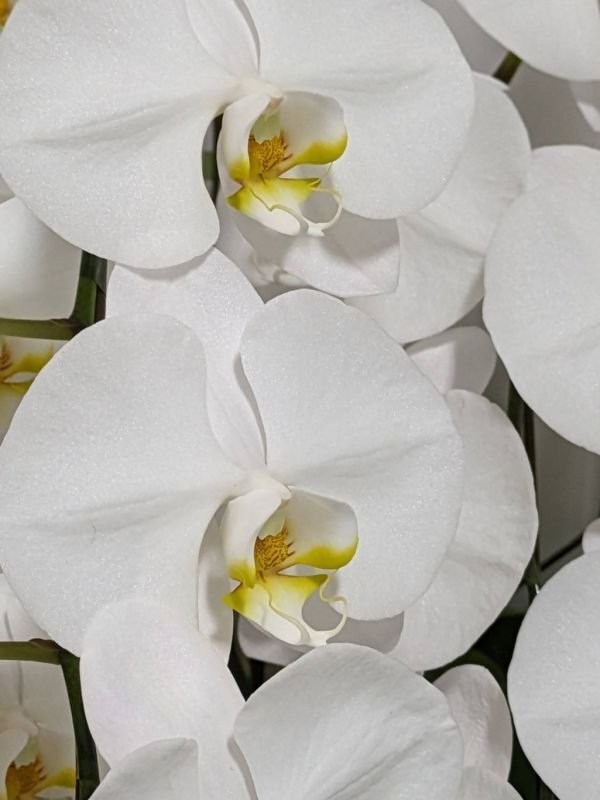画像1: 就任祝いの胡蝶蘭  一番人気30,000円│沖縄の花屋アレンジマニア (1)