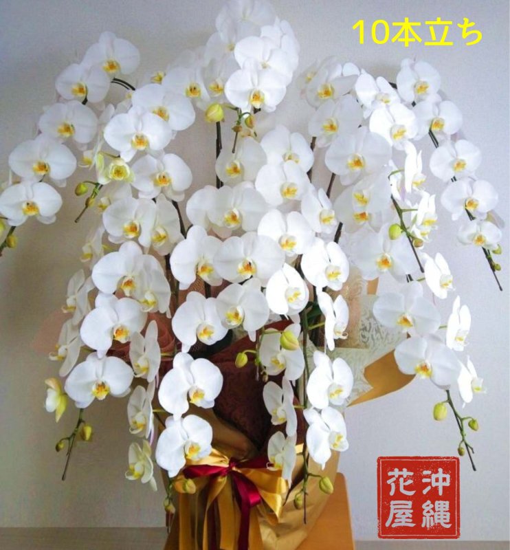 画像1: 移転祝いの胡蝶蘭 沖縄県産品 10本立ち 大輪白│特注品 (1)