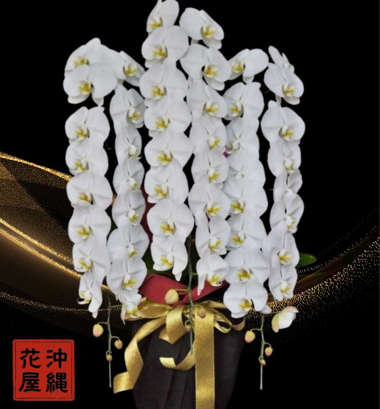 画像1: 移転祝いの胡蝶蘭3本立ち（しだれの長いもの）│沖縄の胡蝶蘭専門店 (1)