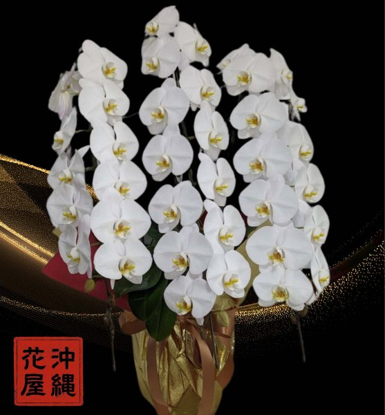 画像1: 胡蝶蘭　3本立ちしだれの長いもの　大輪白　予算30000円 (1)