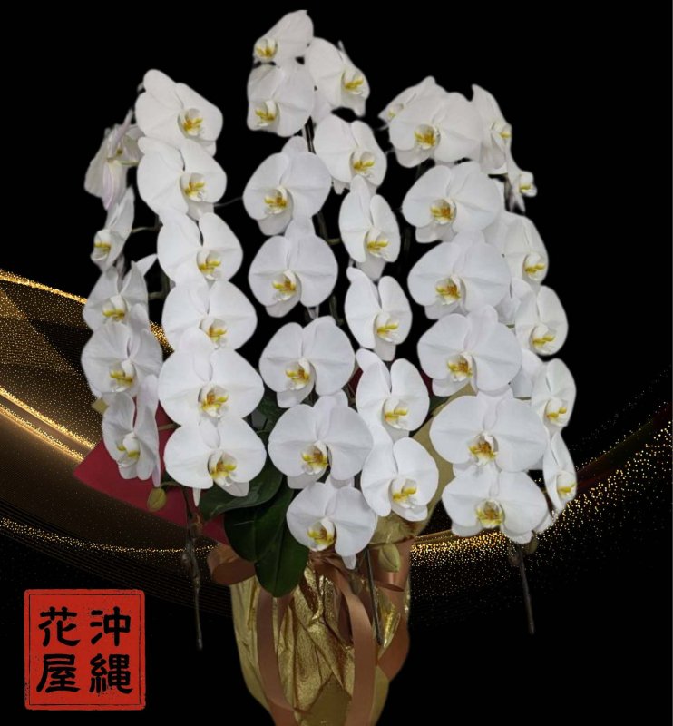 画像1: 【竣工祝い】沖縄県産品 胡蝶蘭 3本立ち 大輪白｜沖縄配達 (1)