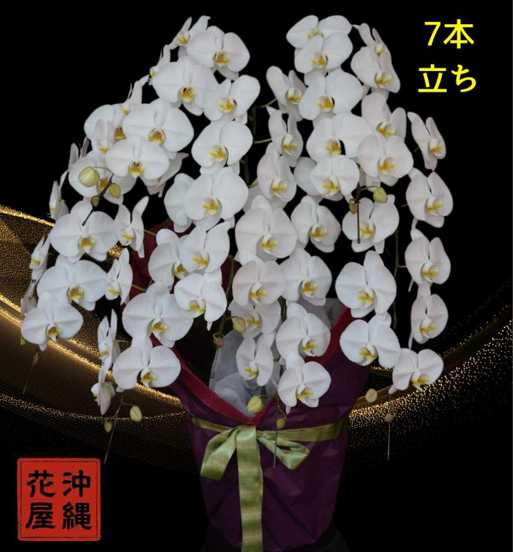 画像1: 移転御祝 沖縄の胡蝶蘭7本立ち│沖縄の胡蝶蘭専門店 (1)