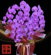 画像3: 沖縄の胡蝶蘭　5本立ち　お任せピンク｜沖縄の胡蝶蘭専門店 (3)
