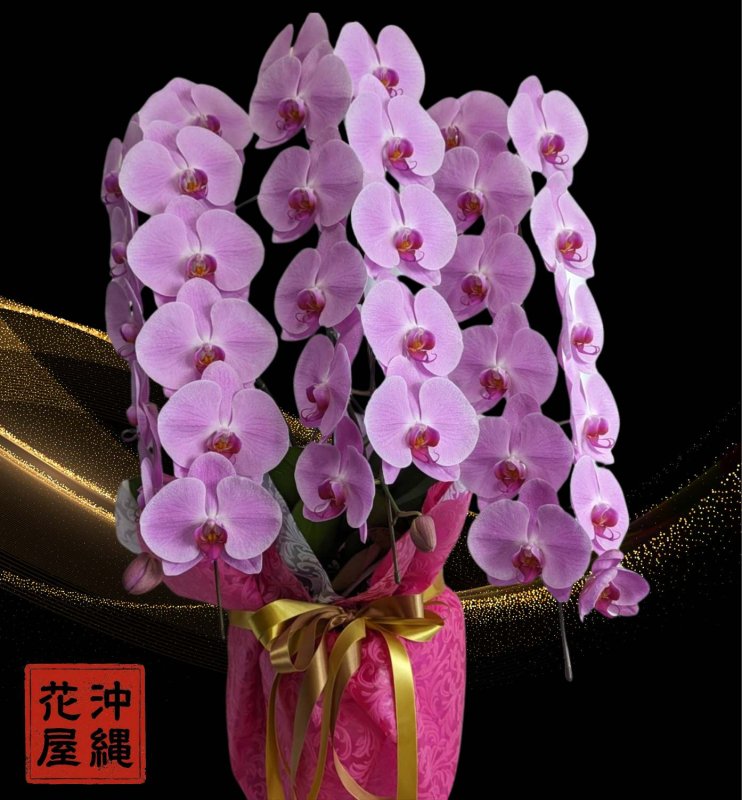 画像1: 【予算で選ぶ】胡蝶蘭 沖縄県産品 ピンク【予算30000円】 (1)
