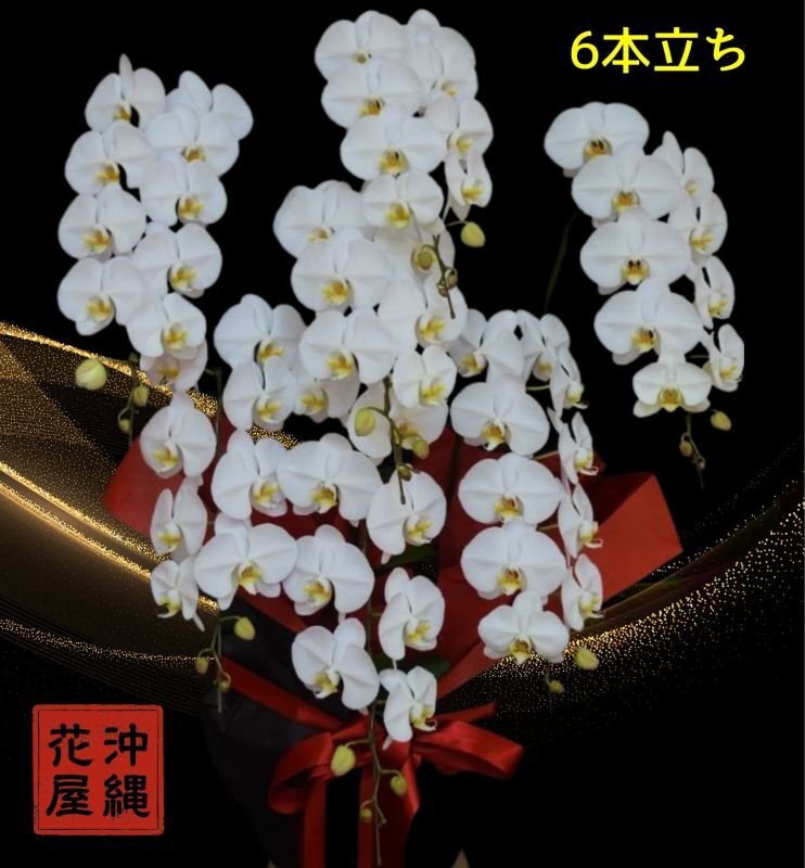 画像1: 移転祝いの胡蝶蘭6本立ち 沖縄県産│沖縄の胡蝶蘭専門店 (1)
