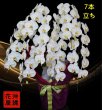 画像1: 開店祝いの胡蝶蘭7本立ち 大輪白　沖縄県産品 70000円│沖縄の胡蝶蘭専門店 (1)