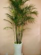 画像1: 開店祝い 観葉植物　季節の植物お任せ【予算30000円】｜沖縄の花屋アレンジマニア (1)
