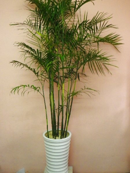 画像1: 開店祝い 観葉植物　季節の植物お任せ【予算30000円】｜沖縄の花屋アレンジマニア (1)