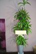 画像2: 開店祝い 観葉植物　季節の植物お任せ【予算30000円】｜沖縄の花屋アレンジマニア (2)