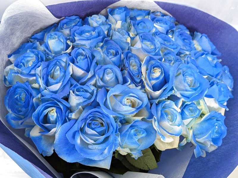 画像1: 青薔薇（グラデーション）40本の花束｜沖縄ホテル配達 (1)