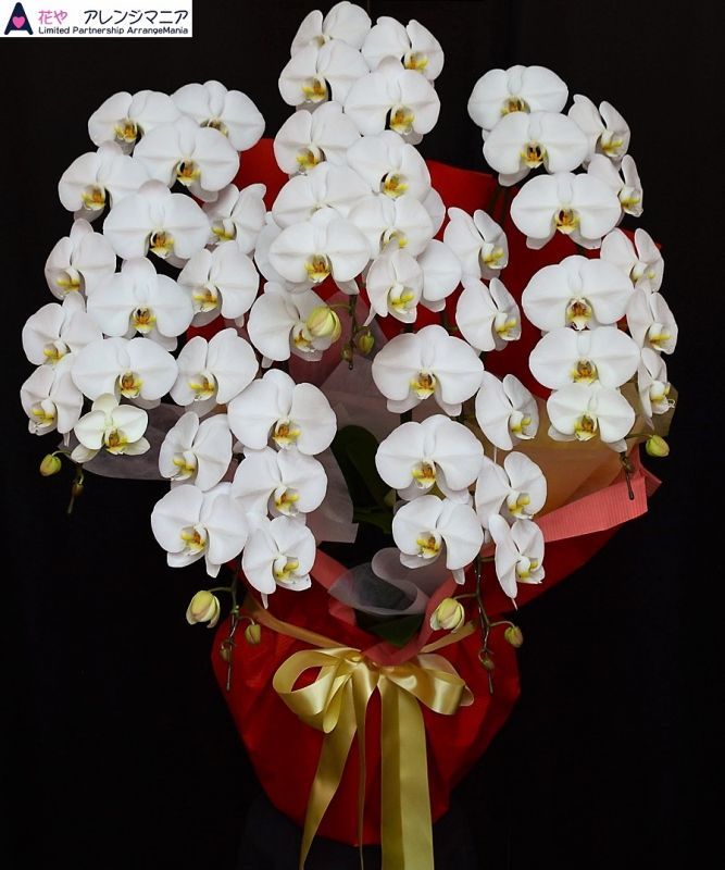 開店祝い 沖縄県に胡蝶蘭の配達専門 花屋アレンジマニア